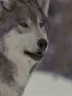 wolf-gbpic-10
